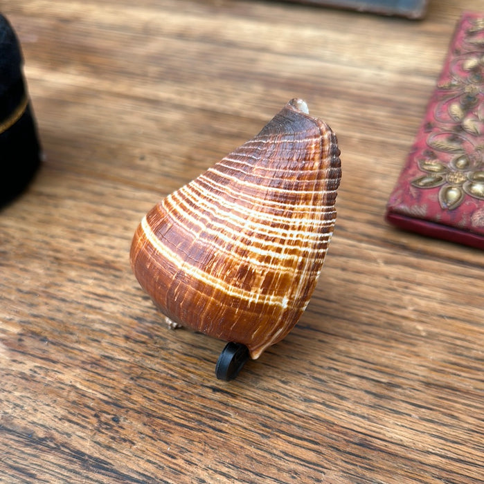 SHELL ON STAND
