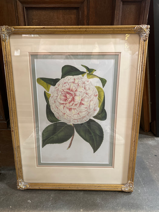 NICELY FRAMED BOTANICAL PRINT