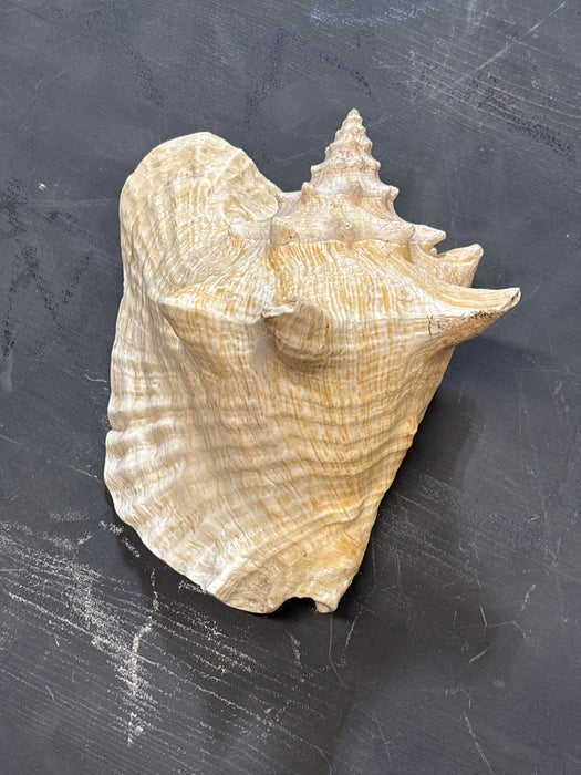 LARGE CONCH SHELL