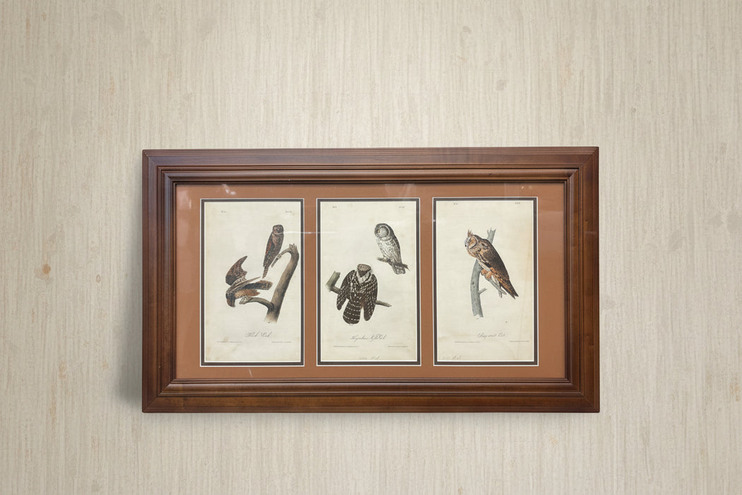 AUDUBON - FRAMED OWLS TRYPTIC