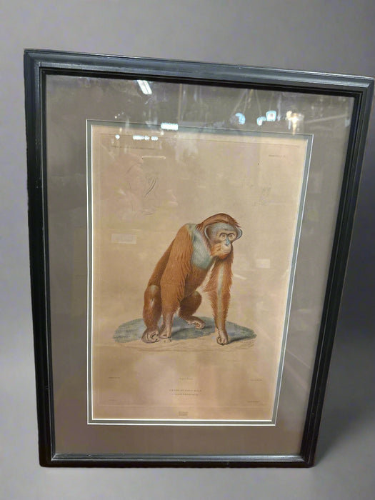 ORANGUTAN ENGRAVING