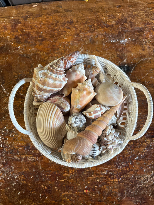BIG LOT OF SEASHELLS IN WHITE BASKET