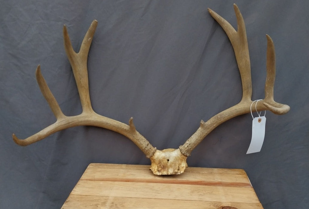 LARGE ANTLER RACK