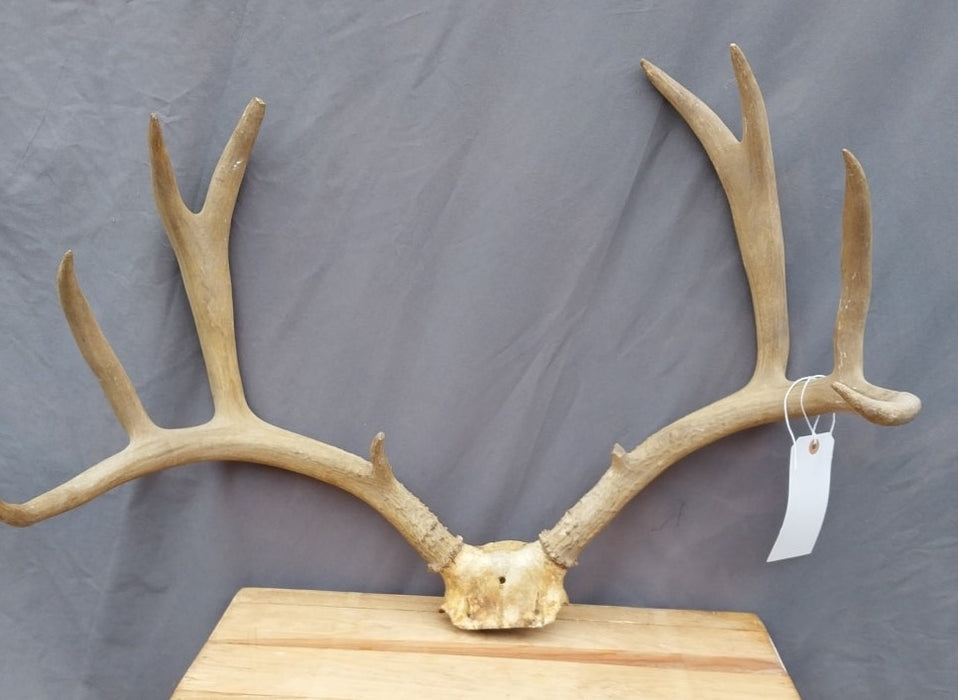 LARGE ANTLER RACK