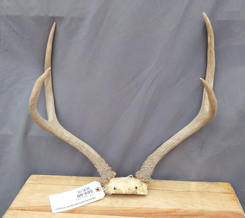 MEDIUM ANTLER RACK 4 POINT