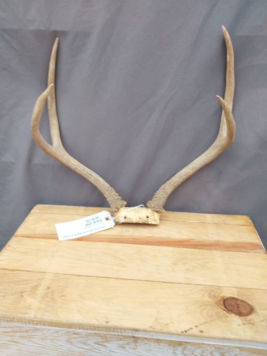 MEDIUM ANTLER RACK 4 POINT