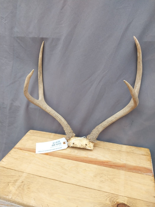 MEDIUM ANTLER RACK 4 POINT