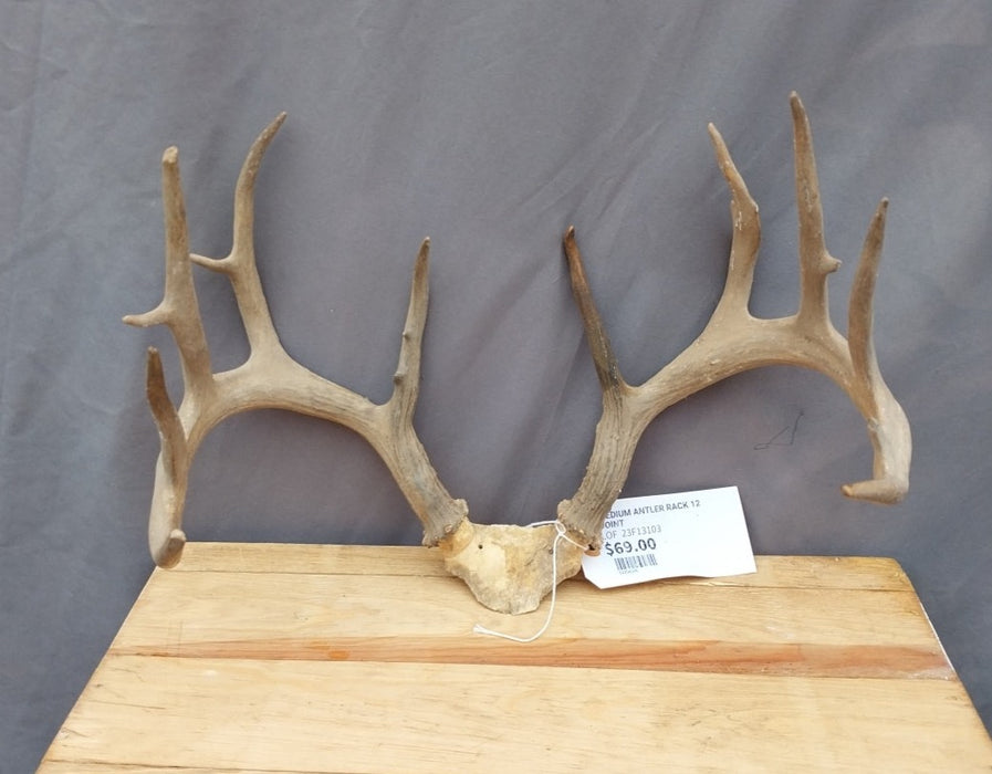 MEDIUM ANTLER RACK 12 POINT