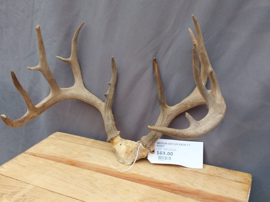 MEDIUM ANTLER RACK 12 POINT