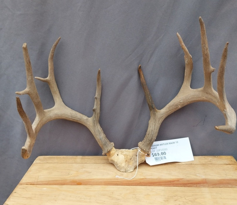 MEDIUM ANTLER RACK 12 POINT