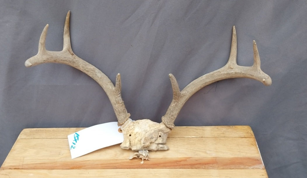 SMALL ANTLER RACK 8 POINT