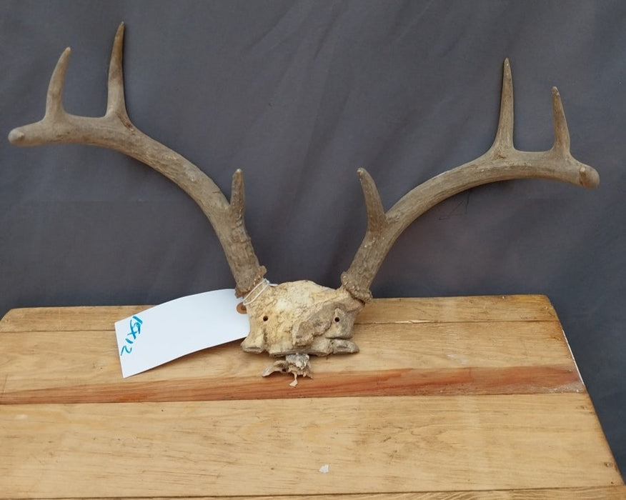 SMALL ANTLER RACK 8 POINT