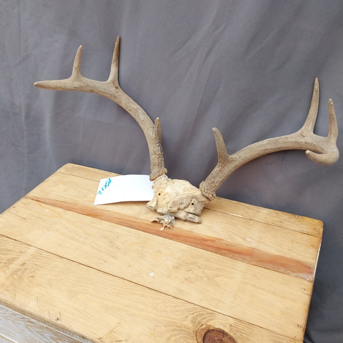 SMALL ANTLER RACK 8 POINT