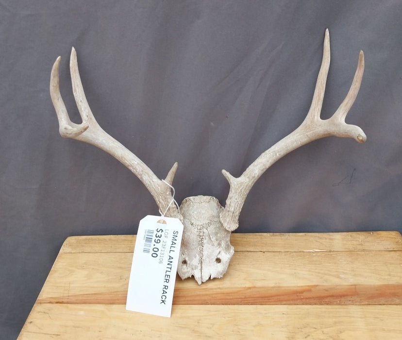 SMALL ANTLER RACK