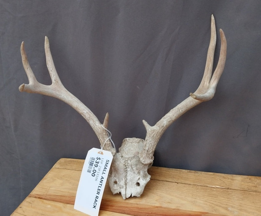 SMALL ANTLER RACK