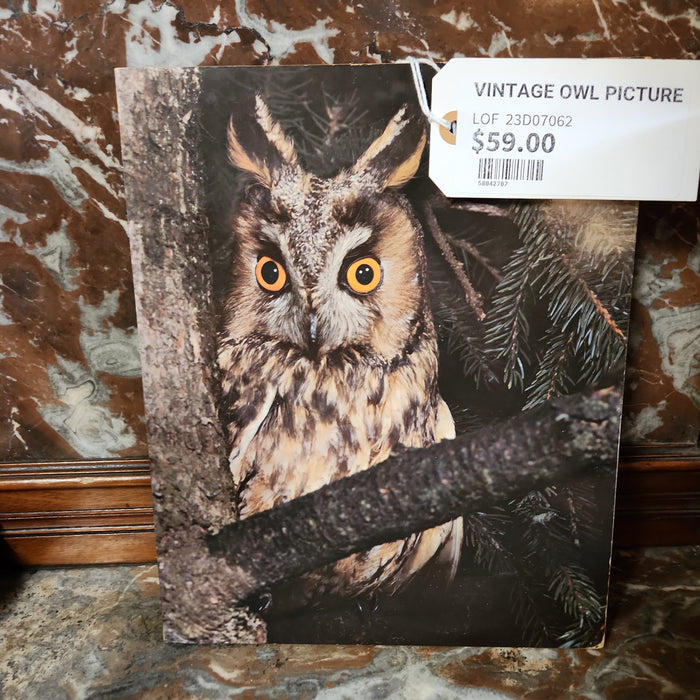 VINTAGE OWL PICTURE