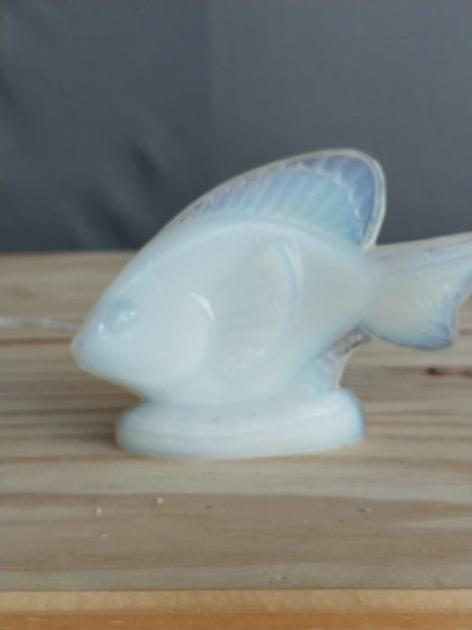 SABINO GLASS FISH