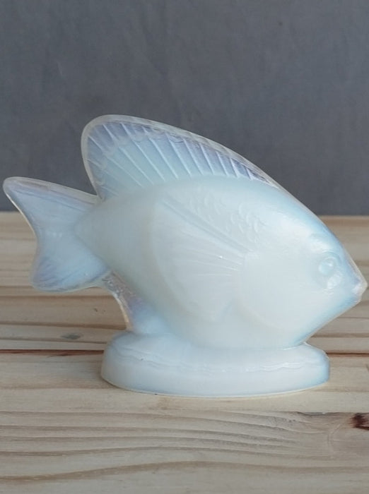 SABINO GLASS FISH