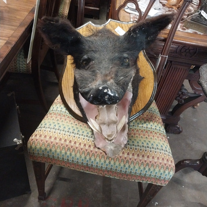 TAXIDERMY BOARS HEAD AS FOUND