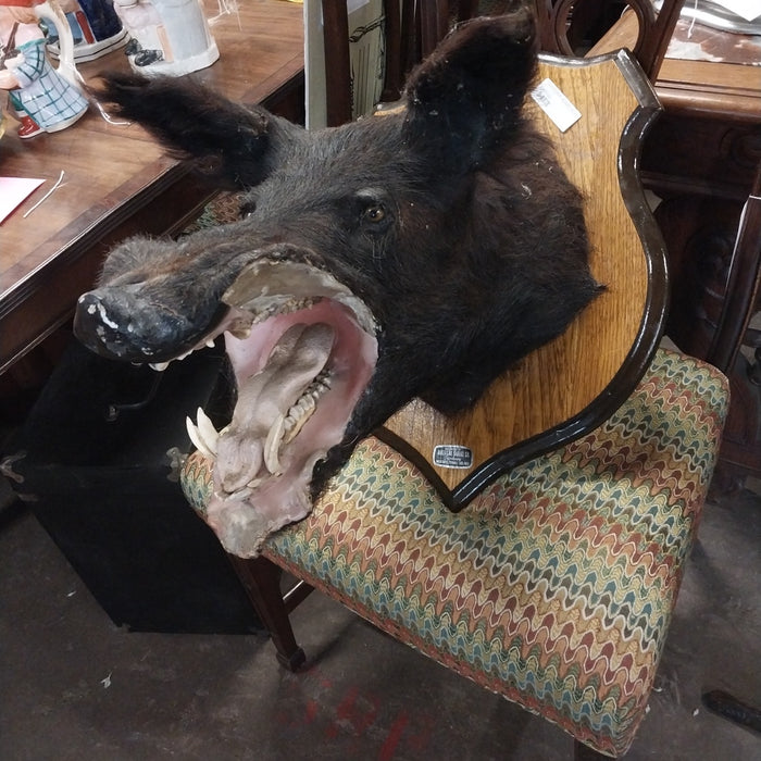 TAXIDERMY BOARS HEAD AS FOUND