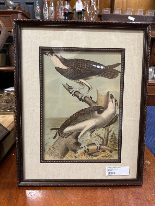 FRAMED  AUDOBON STYLE BIRD PRINT