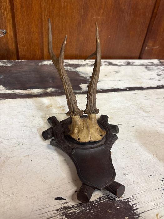 BLACK FOREST CARVED ROEBUCK SPIKEY ANTLERS WALL HANGING