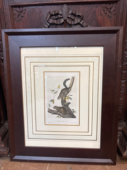 AUDUBON - FRAMED LITHOGRAPH OF SQUIRRELS