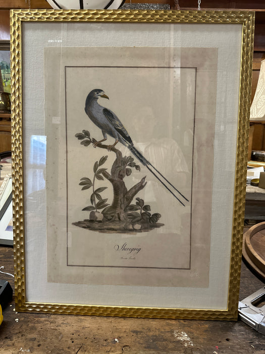 LARGE GOLD FRAME ANTIQUE BIRD ENGRAVING