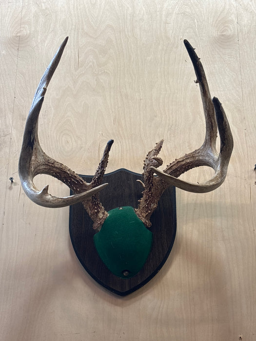 11 POINT DEER RACK WITH SKULL CAP
