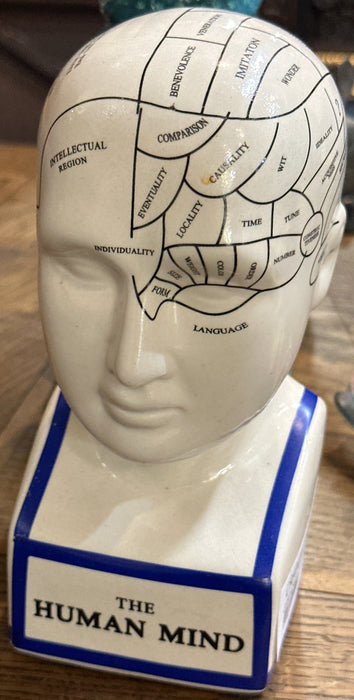 CRANIAL MODEL