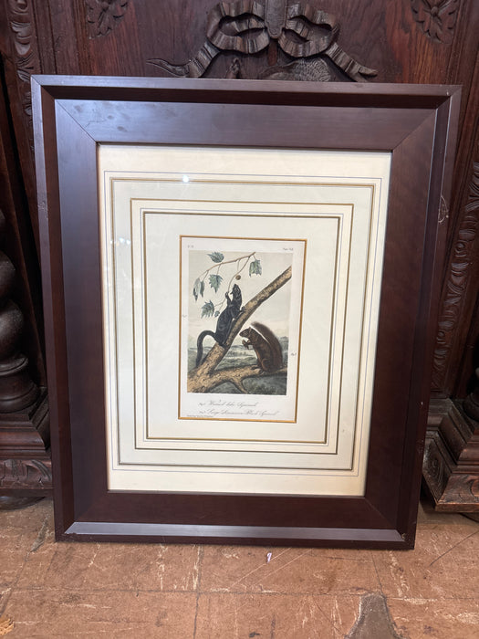 AUDUBON - FRAMED LITHOGRAPH OF A SQUIRREL AND A BLACK SQUIRREL