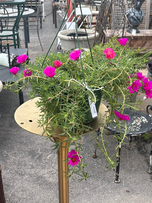 SMALL PLANT 1 OF 4