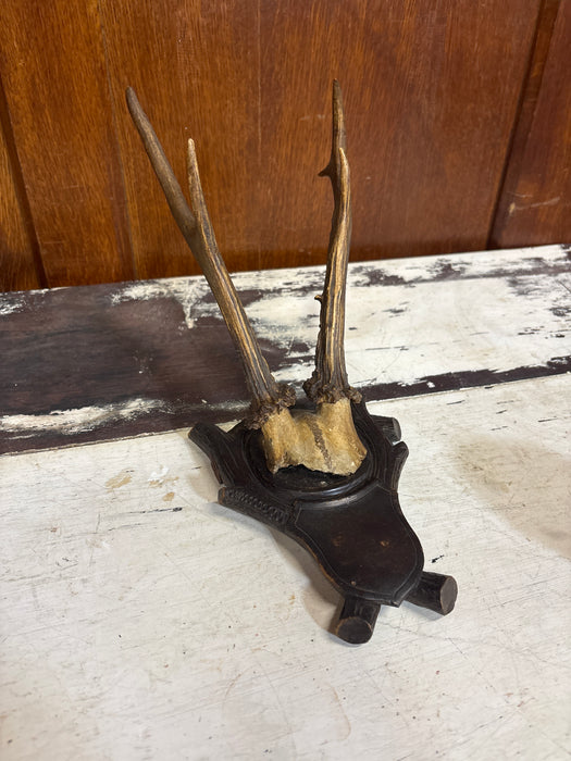 BLACK FOREST CARVED ROEBUCK SMOOTH ANTLERS WALL HANGING