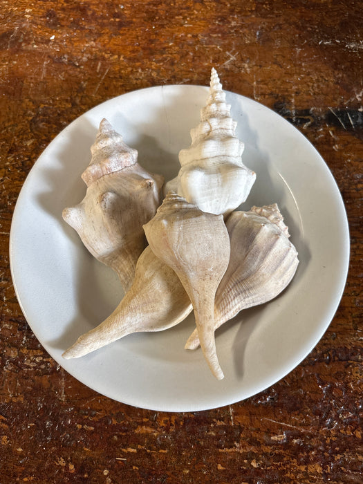 SET OF 5 WHELK AND CONK SHELLS - BOWL NOT INCLUDED