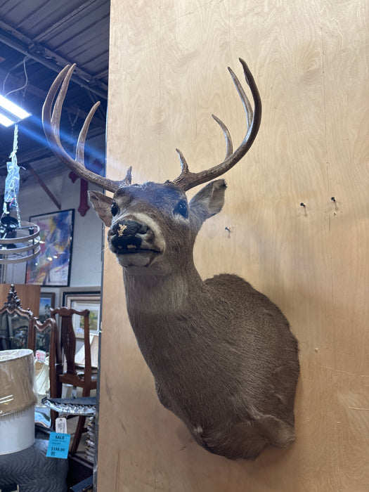 TAXIDERMY DEER HEAD MOUNT