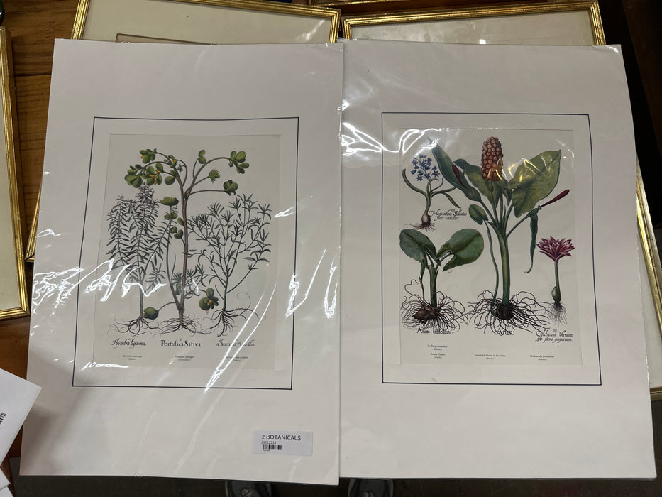 UNFRAMED BOTANICALS EACH