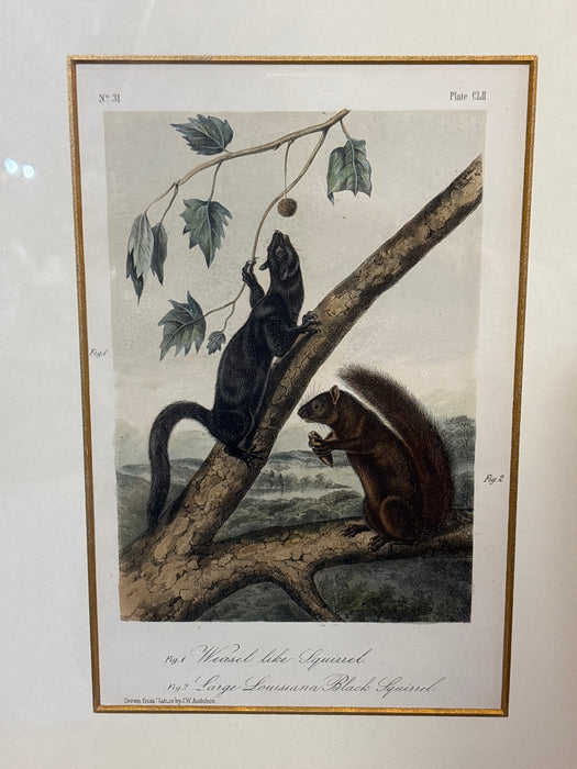 AUDUBON - FRAMED LITHOGRAPH OF A SQUIRREL AND A BLACK SQUIRREL