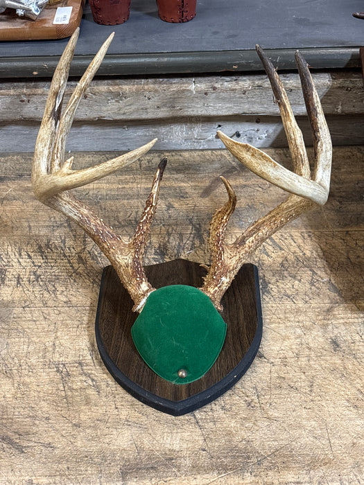 11 POINT DEER RACK WITH SKULL CAP
