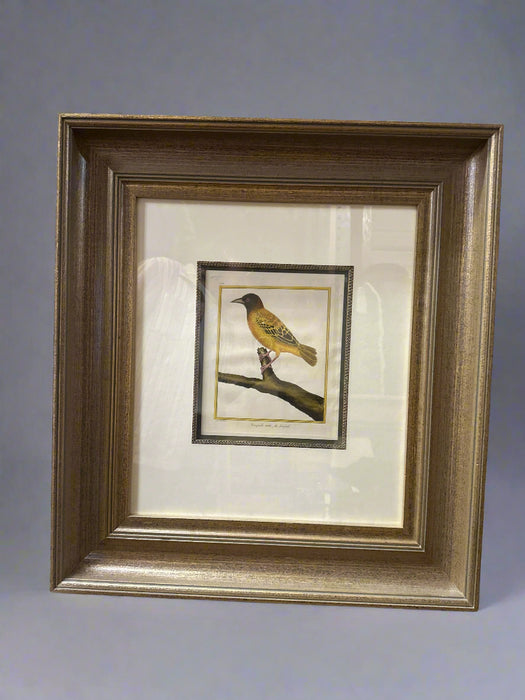 LARGE ANTIQUE BIRD ENGRAVING IN DEEP FRAME