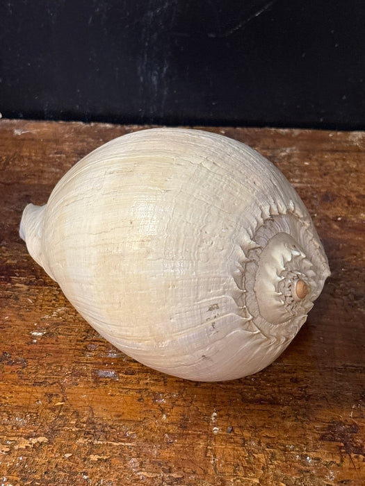 LARGE CROWNED BALER SEASHELL