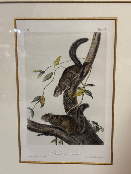 AUDUBON - FRAMED LITHOGRAPH OF SQUIRRELS