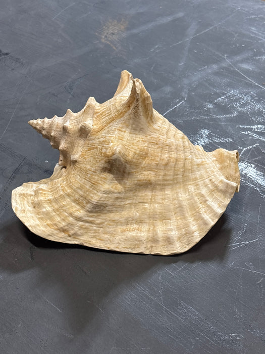 LARGE CONCH SHELL