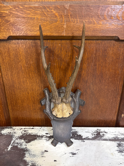 BLACK FOREST CARVED ROEBUCK SPIKEY ANTLERS WALL HANGING