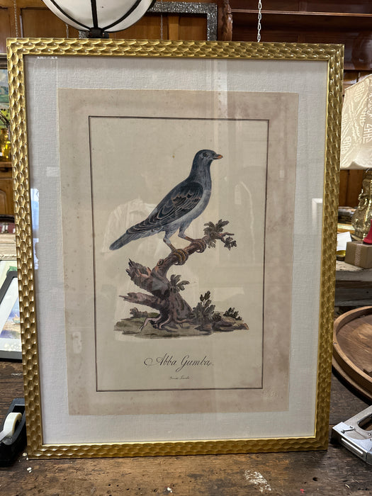 LARGE GOLD FRAME ANTIQUE BIRD ENGRAVING