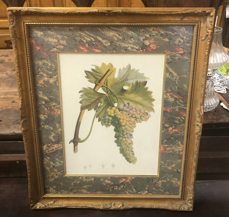VINTAGE GRAPES PRINT
