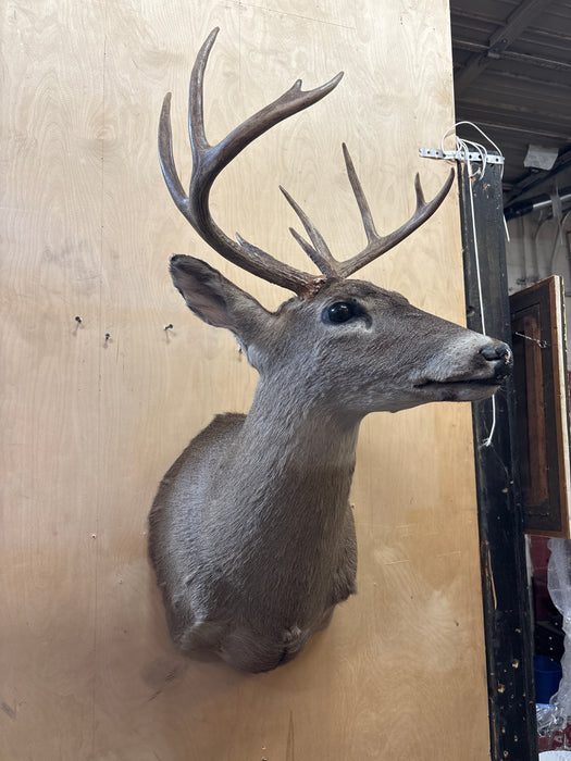 TAXIDERMY DEER HEAD MOUNT