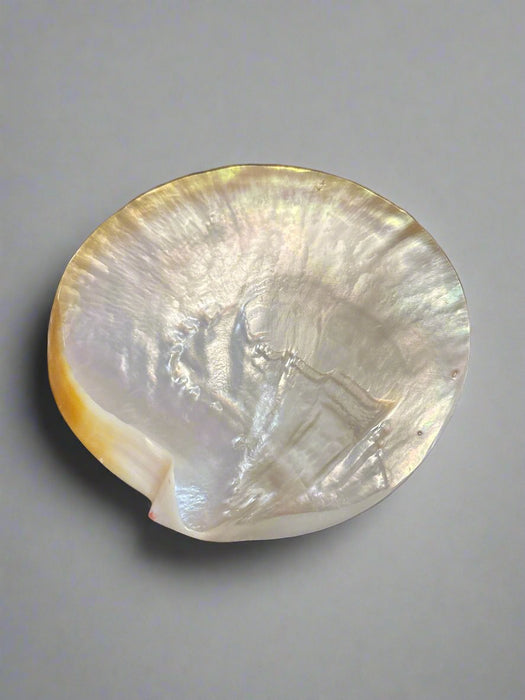 ABALONE SHELL DISH