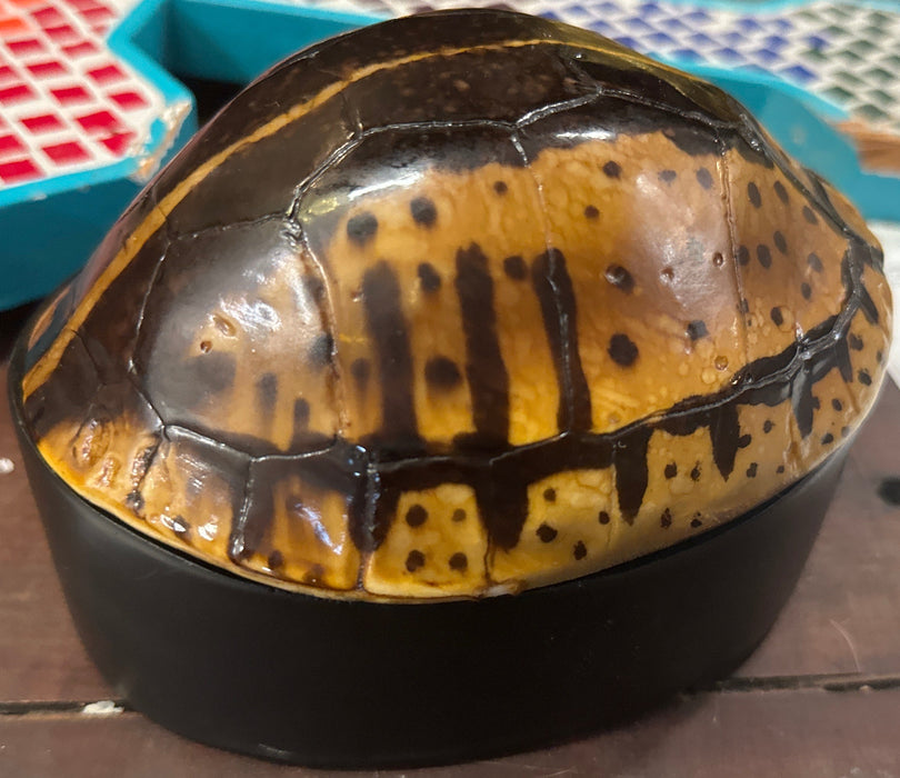 RESIN TURTLE BOX