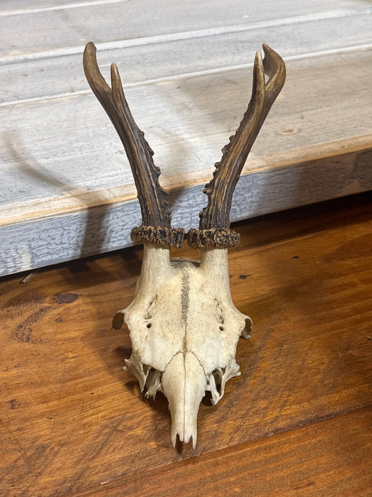 ROEBUCK ANTLERS WITH SKULL PLATE 1 EACH OF 6