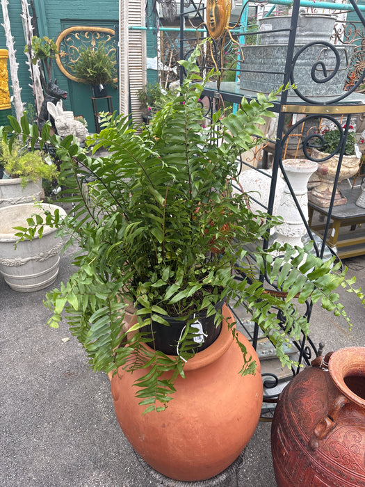 MEDIUM PLANT 1 OF 7 EACH